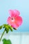 Pink pelargonium flower, geranium, known as storksbills, home plant