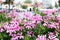 Pink pelargonium flowering in town. Bokeh background