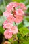 Pink pelargonium flowers