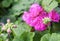 Pink Pelargonium flowers