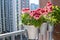 Pink pelargonium flowers. Bud close up. Grow a flower in a pot on the balcony. Botanical petal floral background