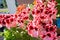 Pink pelargonium flowers. Bud close up. Grow a flower in a pot on the balcony. Botanical petal floral background