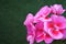 Pink pelargonium flowers on dark green background