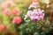 Pink pelargonium flowers in the sunrays