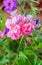 Pink Pelargonium, Geraniums flowers, close up, bokeh outdoor background