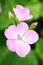 The pink Pelargonium hortorum Bailey flower