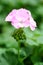 The pink Pelargonium hortorum Bailey flower