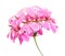 Pink Pelargonium inflorescense