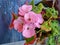 Pink Pelargonium Lat. Pelargonium is a genus of plants in the Geranium family. Flowers of various colors