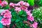 Pink Pelargonium plant.