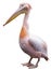 Pink Pelican