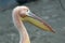 Pink pelican closeup