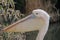Pink Pelican Head