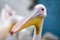 Pink pelican head, selective focus