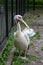 Pink pelican (Pelecanus onocrotalus)