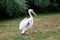 A pink pelican strutting in close up and side view