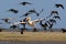 The pink pelican takes off from the water