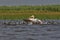 The pink pelican takes off from the water