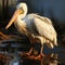 Pink pelican, wingspan over water. Beautiful large bird close up.