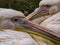 Pink Pelicans Couple.