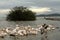 Pink pelicans on Lake Ziway in Ethiopia