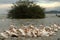 Pink pelicans on Lake Ziway in Ethiopia