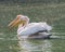 Pink pelicans (Pelecanus onocrotalus) gliding gracefully through a tranquil body of water
