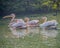 Pink pelicans & x28;Pelecanus onocrotalus& x29; gliding gracefully through a tranquil body of water