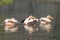 Pink pelicans & x28;Pelecanus onocrotalus& x29; gliding gracefully through a tranquil body of water