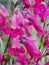 Pink Penstemon Flowers