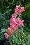 Pink Penstemon flowers Beardtongue