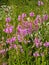 Pink Penstemons in Meadow