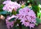 Pink Penta flowers close up in a tropical garden