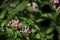 Pink Penta Flowers in Garden