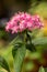 Pink Pentas Flower Vertical