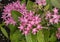Pink Pentas lanceolata, commonly called the Egyptian starcluster in Dallas, Texas.