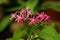 Pink Pentas Plant In Spring Garden