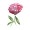 Pink peon flower