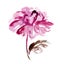 Pink peon flower