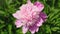 Pink peonies bloomed in the garden in spring. Beautiful pink peony flower on green leaves background