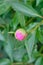 Pink peonies in the bud. Pink peony macro photo. Burgundy peony flower. Closeup of pink peonies in the garden, peony flower.