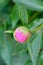 Pink peonies in the bud. Pink peony macro photo. Burgundy peony flower. Closeup of pink peonies in the garden, peony flower.