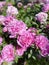 Pink peonies, closeup shot of large flowers