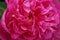 Pink peonies fully blossomed in close-up view