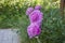 Pink peonies in the garden at a country house. Garden flowering plant. Overgrown front garden