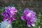 Pink peonies in the garden at a country house. Garden flowering plant. Overgrown front garden