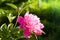 Pink peonies in the garden. Pink peony macro photo. Burgundy peony flower.