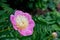 Pink peonies in the garden. Pink peony macro photo. Burgundy peony flower. Closeup of pink peonies in the garden, peony flower.