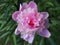 Pink peonies in the garden. Pink peony macro photo. Burgundy peony flower. Closeup of pink peonies in the garden red peony macro