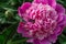 pink peonies grow in the garden, close-up